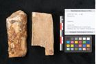 Foto (Objekt + Etikett) von Betula prisca (NHMW-GEO-2024-0188-11580)